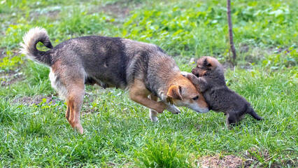 A small puppy is playing next to his mother in a garden on the grass