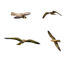 Female of Amur falcon various flying pose showing upper wing and under wing pattern.