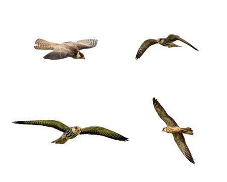 Female of Amur falcon various flying pose showing upper wing and under wing pattern.