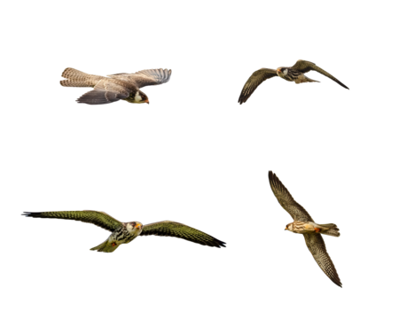 Female of Amur falcon various flying pose showing upper wing and under wing pattern.