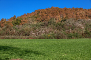 Green grass and forest under a blue sky. A green field with the edge of the forest on a sunny day in a mountainous area. Field and forest on the background of a mountain.
