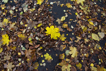 Yellow maple leaves lying on the ground in rainy weather. Autumn nature image