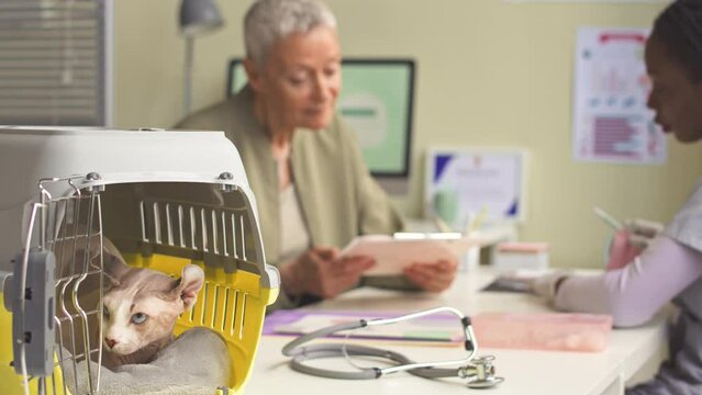 Exotic blue eyed elf cat sitting in carrier while its owner and female vet doctor talking in blurred background