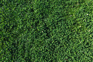 Green grass top view. Green plant background. Young alfalfa grows in the spring field. Green background and texture of alfalfa shamrock. - obrazy, fototapety, plakaty