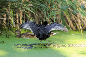 Naklejka premium ducks on the lake 2022 in summer
