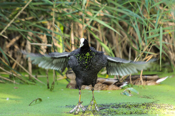ducks on the lake 2022 in summer