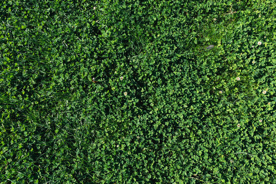 Green grass top view. Green plant background. Young alfalfa grows in the spring field. Green background and texture of alfalfa shamrock.