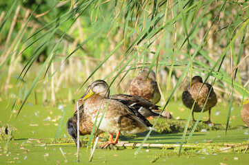 ducks on the lake 2022 in summer