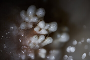 Crystals on speleothemes in a cave