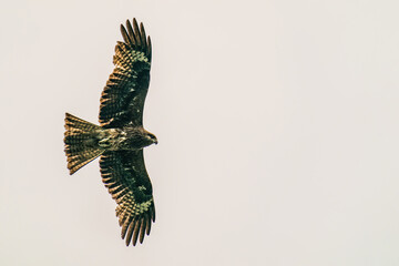 eagle in the sky