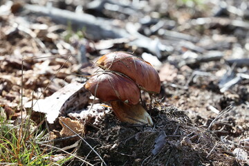 Dwa podgrzybki - grzyby rosną w słońcu na skraju lasu.