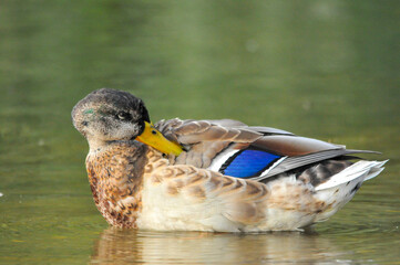 ducks on the lake 2022 in summer