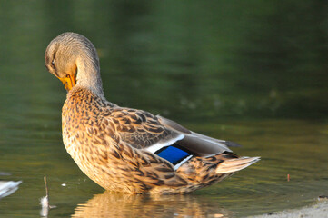 Obraz premium ducks on the lake 2022 in summer