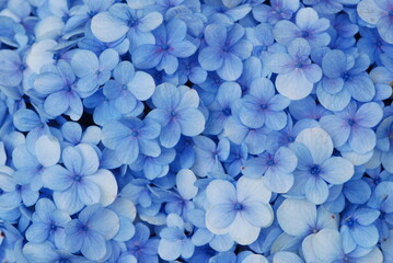 hortência p´lanta azul ornamental 