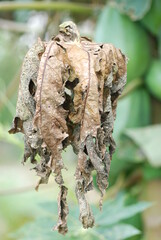 planta seca folhas caindo 