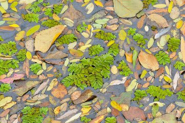 ducks on the lake 2022 in summer