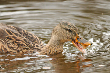 ducks on the lake 2022 in summer