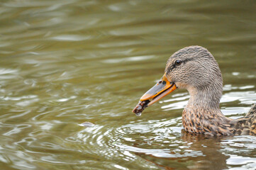 ducks on the lake 2022 in summer