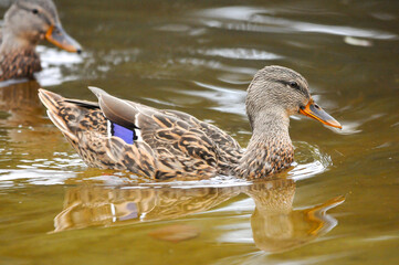 ducks on the lake 2022 in summer