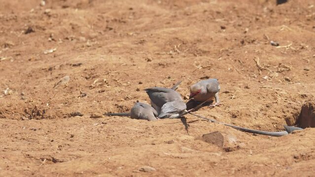 Flock of red face mousebirds eat from hollow in dry sandy ground, then all fly away