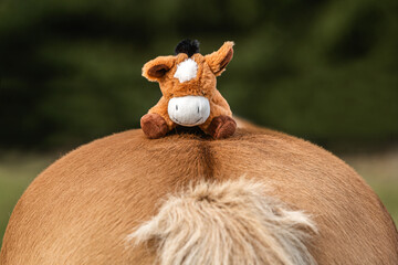 Cute close-up portrait of a stuffed plush horse sitting on the backside of a real horse