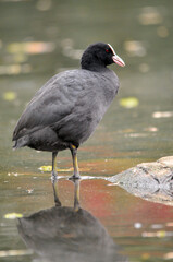 ducks on the lake 2022 in summer