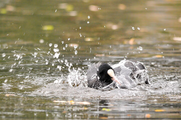 ducks on the lake 2022 in summer