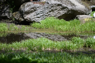 Moss on the stone