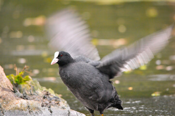 ducks on the lake 2022 in summer