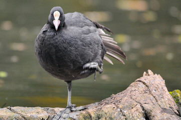 ducks on the lake 2022 in summer