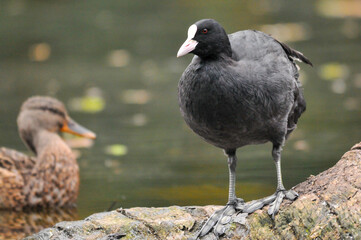 ducks on the lake 2022 in summer