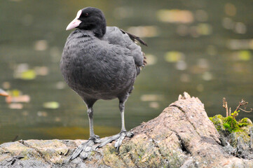 ducks on the lake 2022 in summer