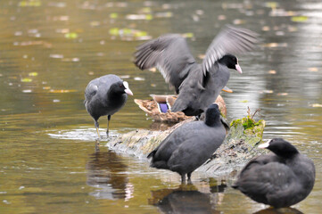 Fototapeta premium ducks on the lake 2022 in summer