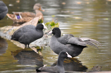Fototapeta premium ducks on the lake 2022 in summer
