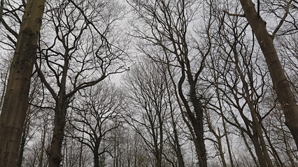 Bare winter forest in the Wallonian countryside near Mons, Belgium