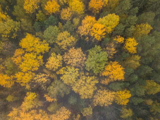 Beautiful aerial fall trees. Top down view on autumn deciduous forest in yellow and orange colors. Aerial view of forest during calm autumn day. Colourful autumn colours in forest spits