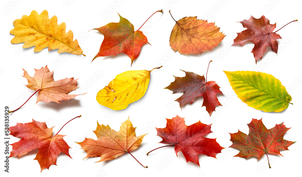 Poster isolated autumn leaves. collection of multicolored fallen autumn leaves isolated on white background