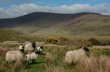 Sheep in an impressive landscape of the vast and remote peatlands at the edge of Wild Nephin National Park, co. Mayo, Ireland.