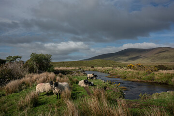 Sheep at the Owenduff River, an impressive landscape of the vast and remote peatlands at the edge of Wild Nephin National Park, co. Mayo, Ireland.