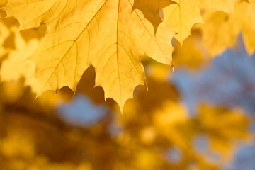 Fototapeta na wymiar Autumn landscape. Autumn tree leaves sky background.