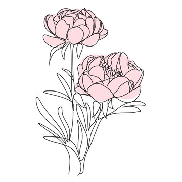 recommend clip art: Flowers one line illustration.Peonies  one line art. Vector drawing.