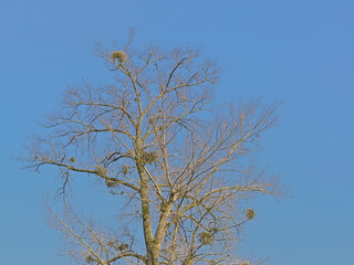 branches of a bare tree with mistletoe on a blue sky