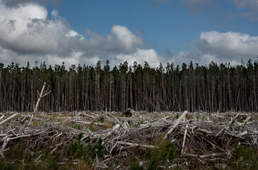Obraz premium Forestry on the Irish peatlands is quite common, in north-west Ireland you see many spruce forests.