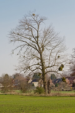 Bare tree with mistletoe in the Wallonian countryside