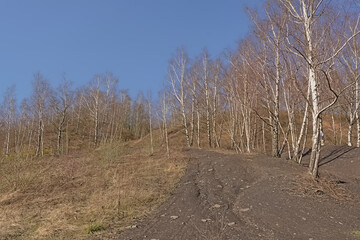 Hiking trail along bare silver birch trees on Terril de l`Heribus, spoil tip of a old coal mine taken ovoer again by nature. Mons, Hainaut, Belgium 