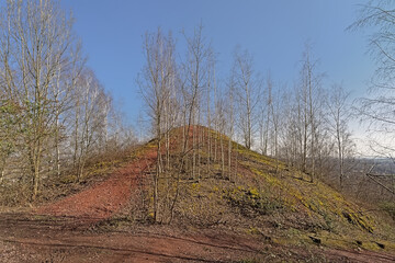 bare silver birch trees on Terril de l`Heribus, spoil tip of a old coal mine taken over again by...