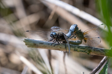 Pair of scarce chaser dragonflies (Libellula fulva) mating in early summer, Norfolk, UK