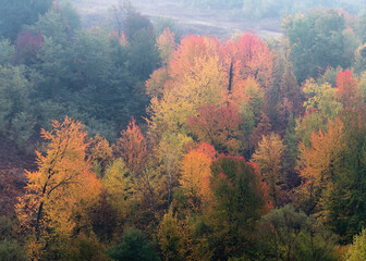 Colourful trees in haze on hillside in autumn
