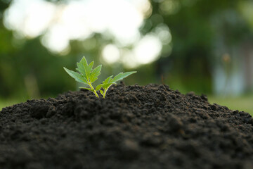 Beautiful young tomato seedling in ground outdoors