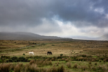 Grazing horses in the impressive landscape of the vast and remote peatlands at the edge of Wild Nephin National Park, co. Mayo, Ireland.